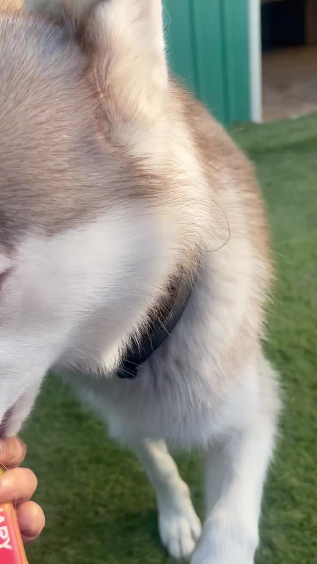 Siberian Husky dogs for sale: Full SiberianHusky Looking for a Loving Home - Video 3