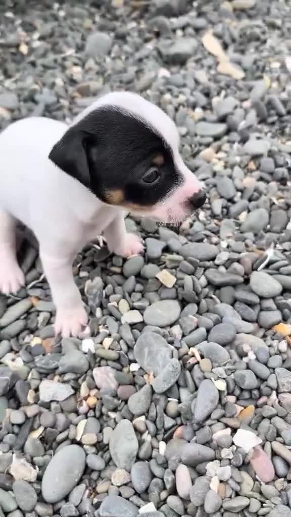 Jack Russell dogs for sale: Jack russell puppies in Newton Stewart - Video 2