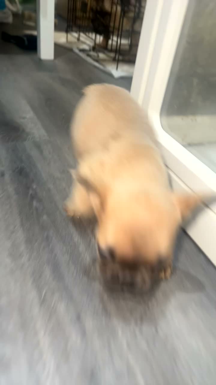 French Bulldog dogs for sale: French Bulldogs (healthy & friendly B&G litter)🐶 - Video 1