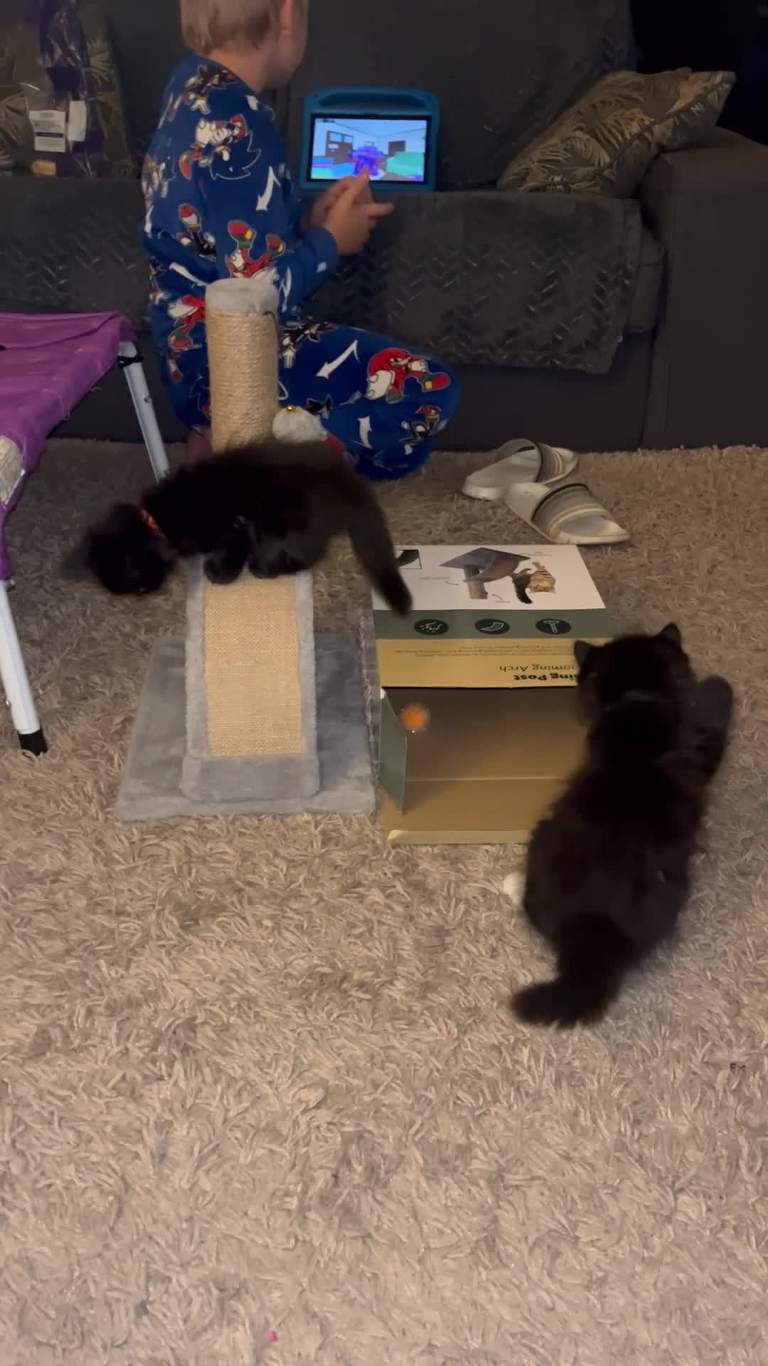 British Longhair cats for sale: Domestic longhair kittens  in Crawley - Video 1
