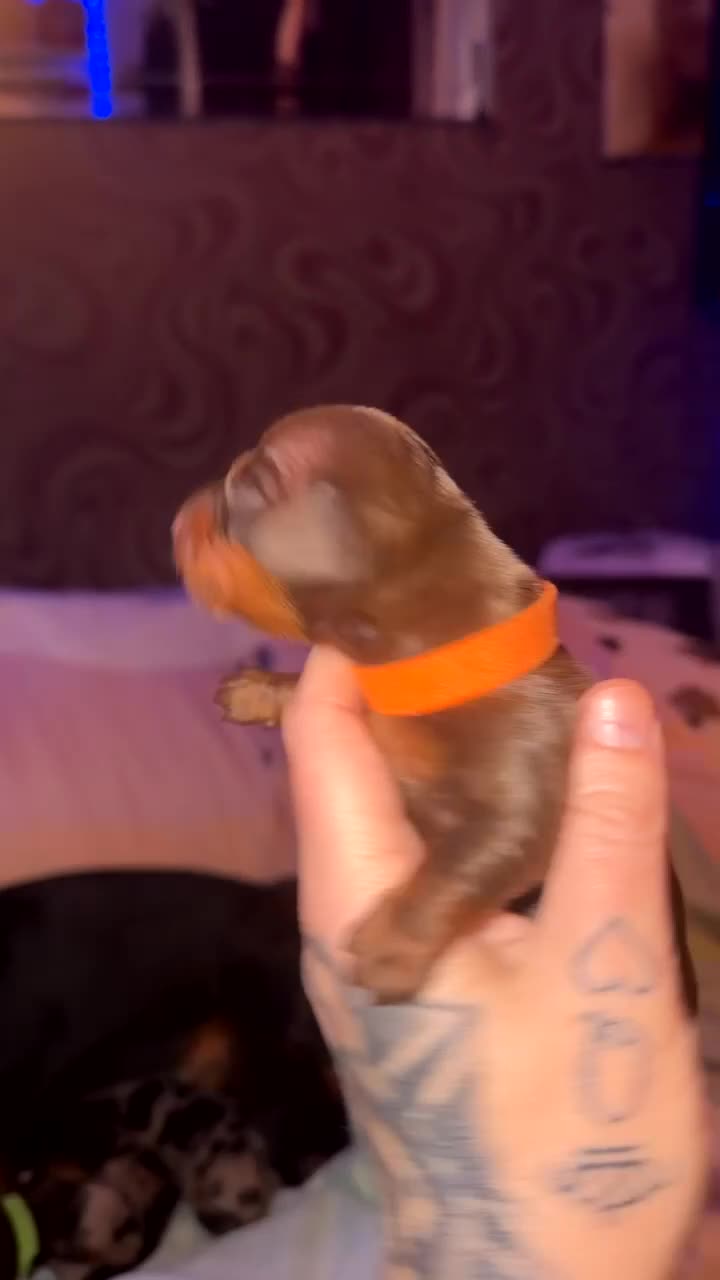 Miniature Dachshund dogs for sale: Beautiful mini dachshund puppies  - Video 2