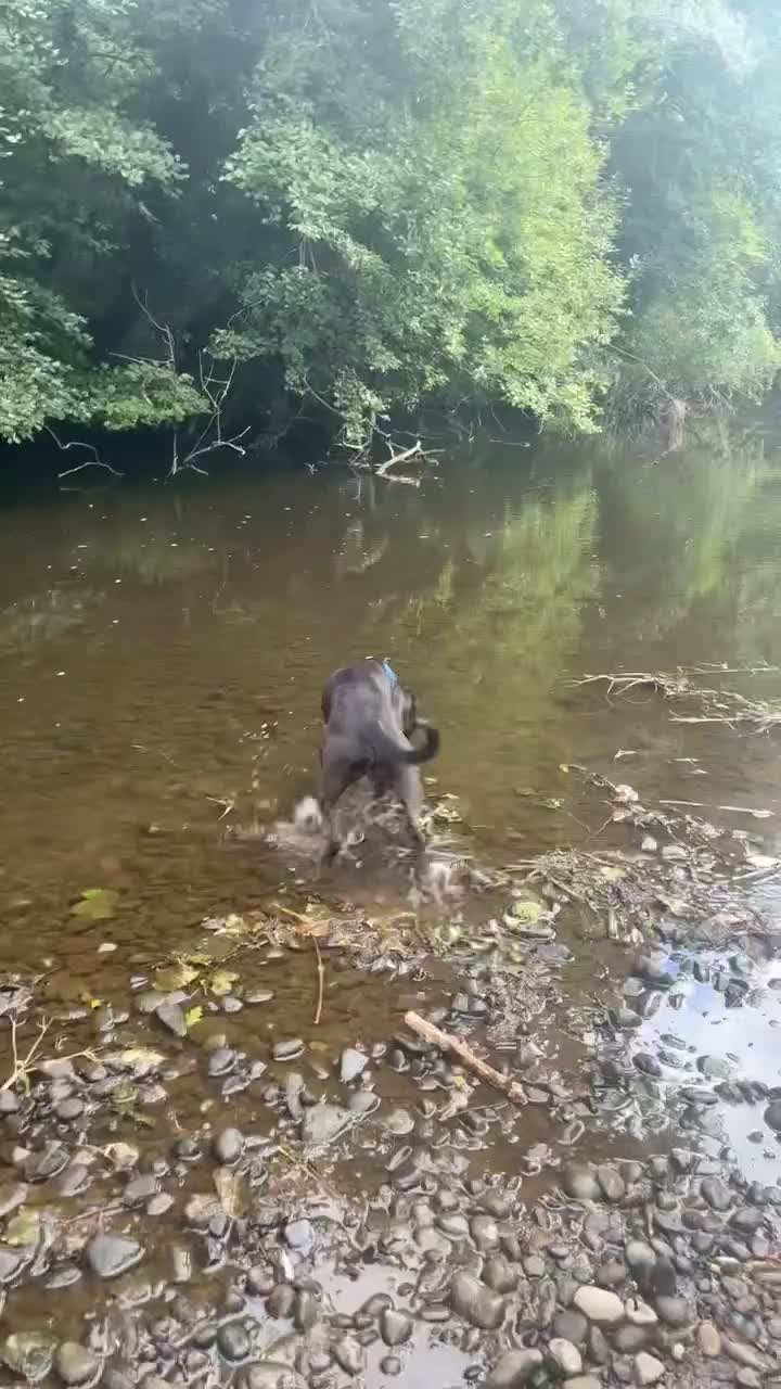 Mixed Breed dogs for sale: Buster seeking forever home !  in Newcastle upon Tyne - Video 1