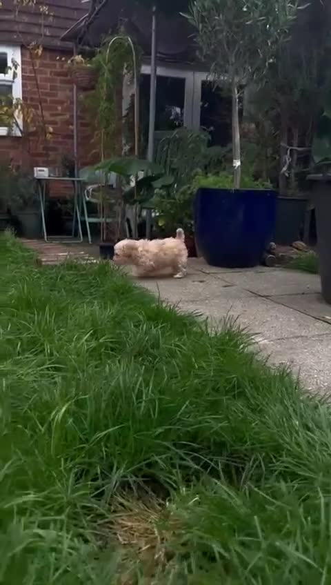 Toy Poodle dogs for sale: Toy Poodle (1boy & 1girl left to find their home) - Video 2