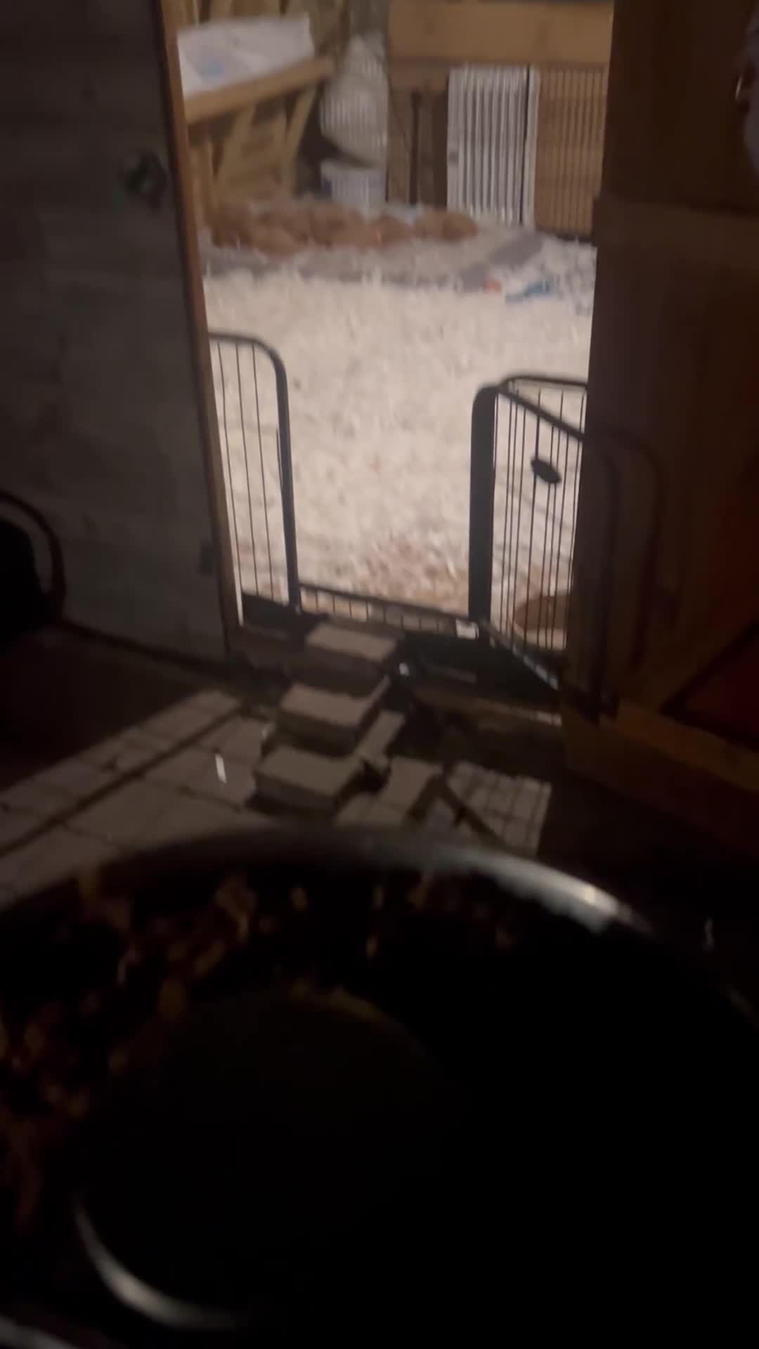 Labrador Retriever dogs for sale: Stunning KC Fox Reds  - Video 3