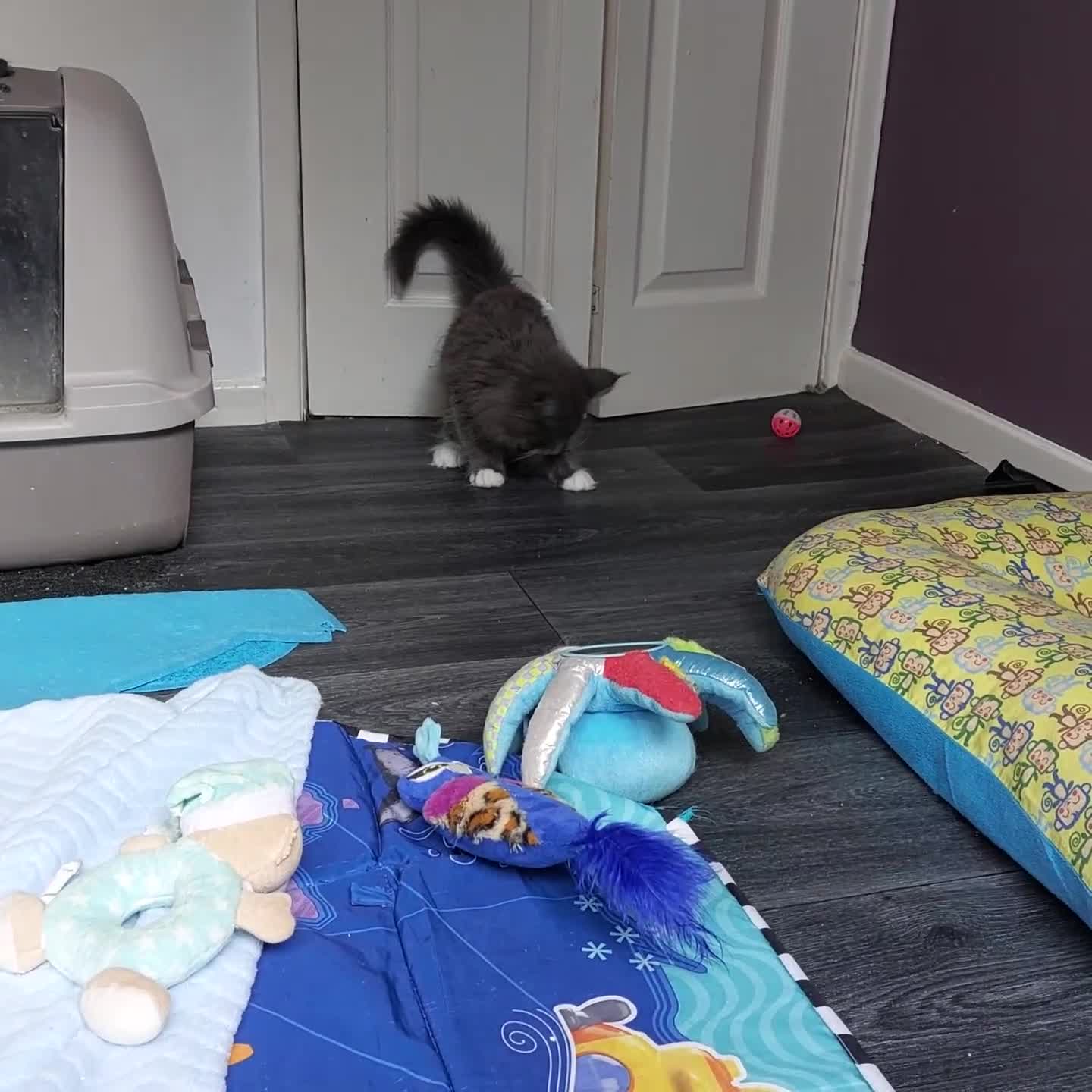 Norwegian Forest Cat cats for sale: GCCF PEDIGREE NORWEGIAN FOREST KITTEN READY NOW! - Video 3