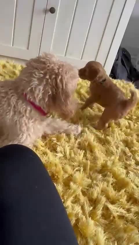 Cavapoo dogs for sale: Adorable Toy Cavapoo puppies ready on 3rd November - Video 1