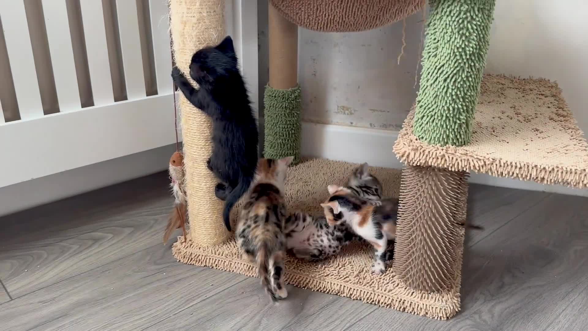 Bengal cats for sale: Bengal kittens 4 pure bangals 5 bengal x kittens - Video 4