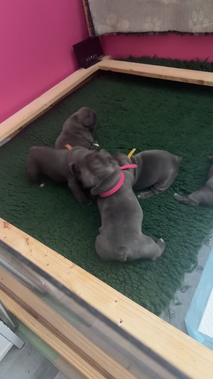 French Bulldog dogs for sale: French Bulldog Puppies – Ready 1st December! 💙 🐾 - Video 2