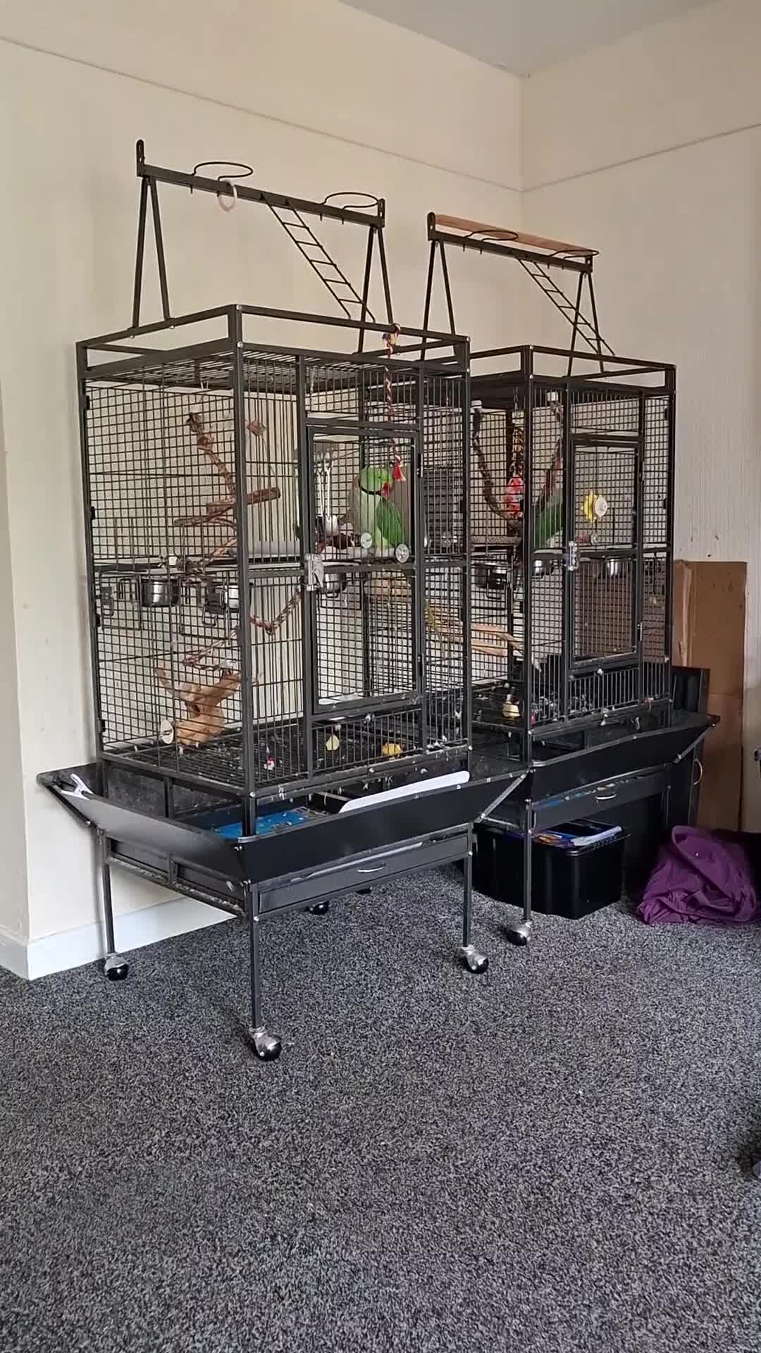 Parakeets birds for sale: Alexandrine boy . And large cage  - Video 1