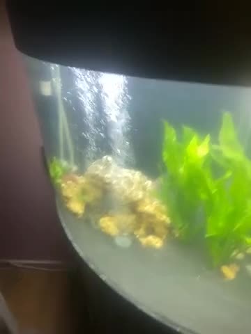 Fancy Goldfish fish for sale: 3 big fancy goldfish  - Video 1