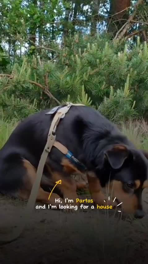 Dachshund dogs for adoption: Partos: Found Minutes Before Death - Video 1