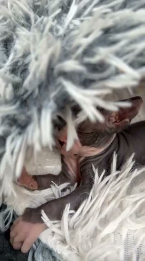 Sphynx cats for sale: Sphynx Male Kitten - Video 1