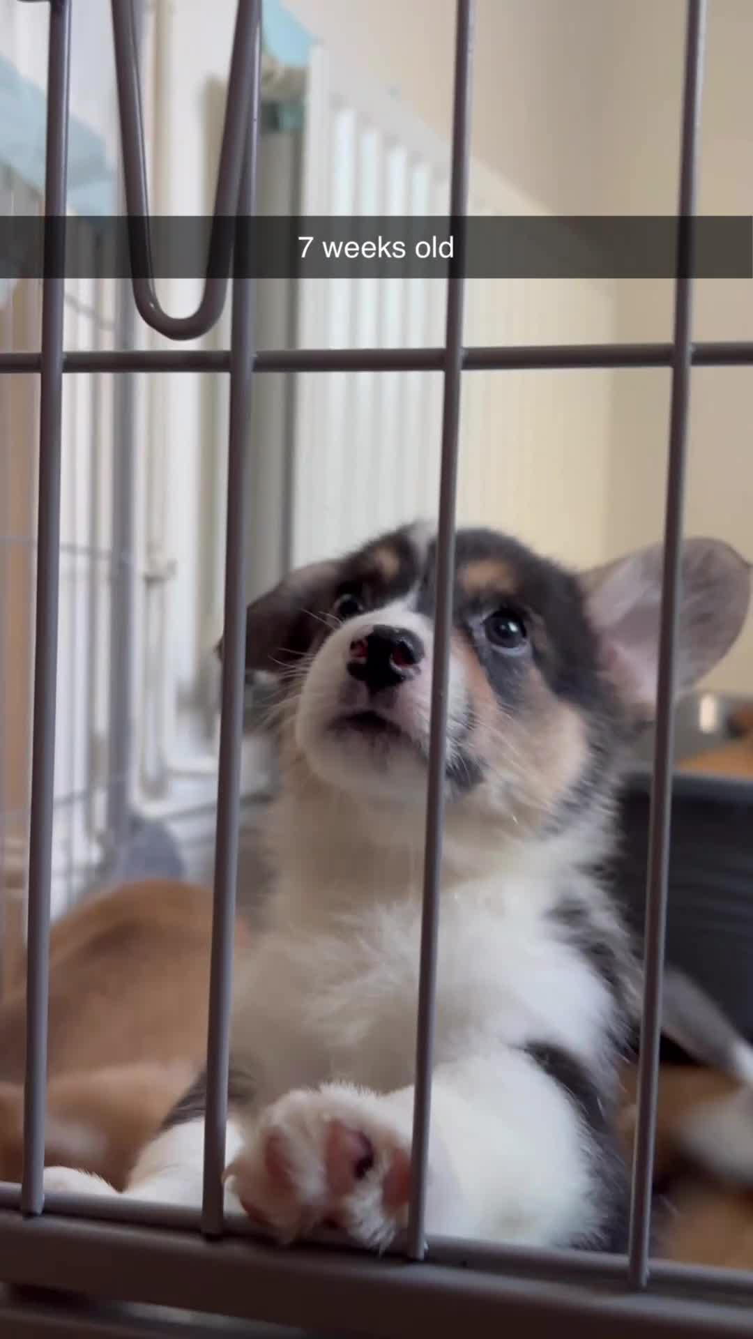 Welsh Corgi Pembroke dogs for sale: Stunning KC registered Welsh Pembroke corgis  - Video 1