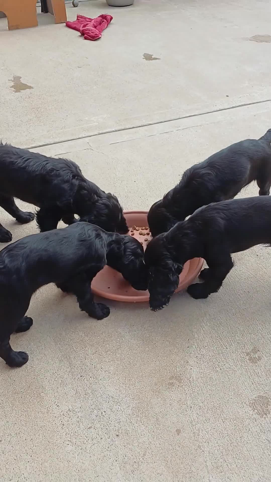 Cocker Spaniel dogs for sale: 1 FEMALE  AND 1 MALE  AVAILABLE  COCKER PUPS  - Video 2