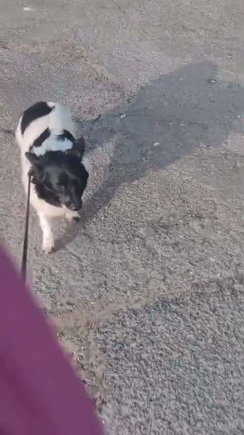 Welsh Corgi Cardigan dogs for adoption: BiBi – The Forgotten Soul Who Almost Lost her life - Video 3