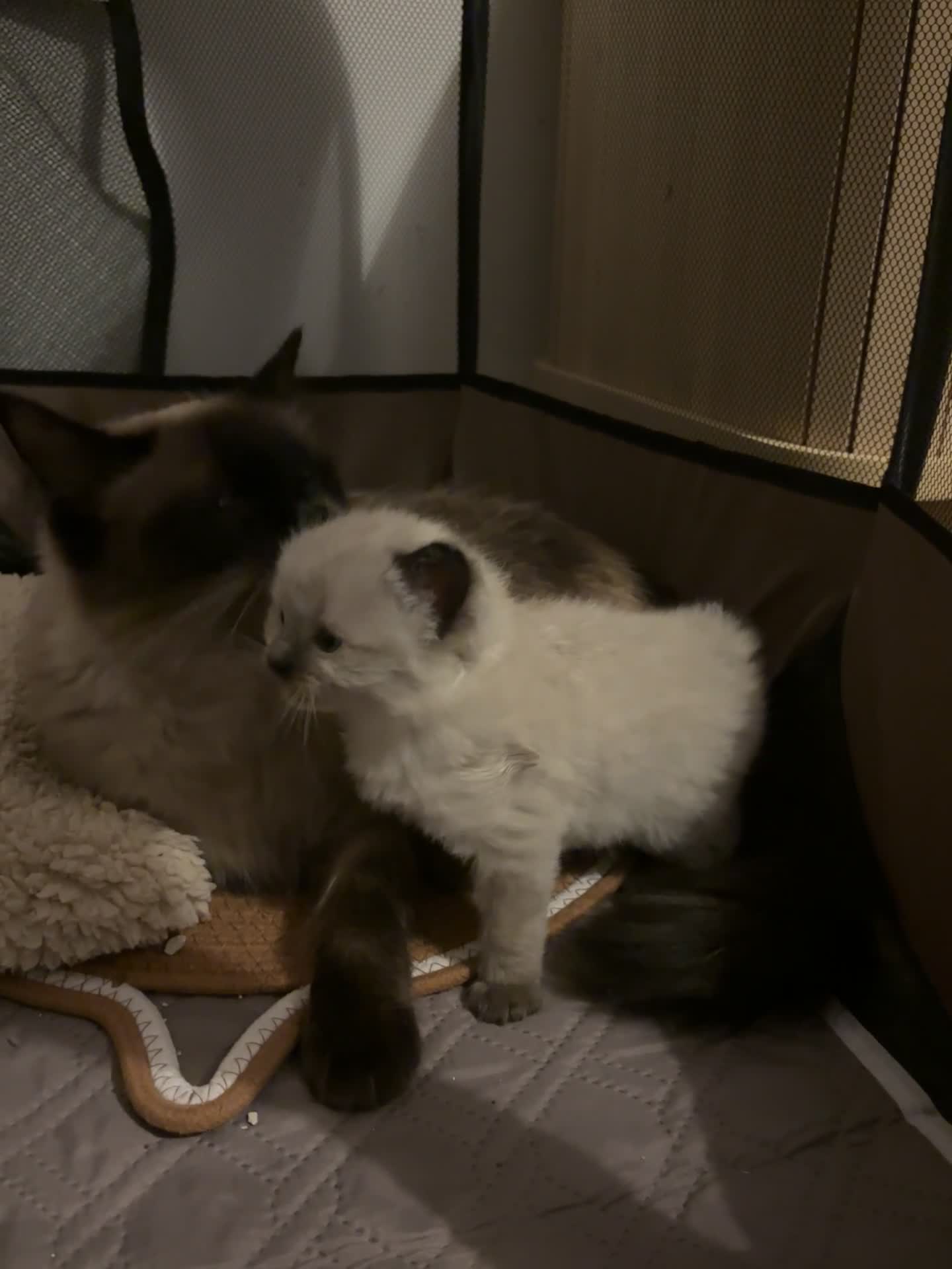 Ragdoll cats for sale: Male Ragdoll kitten  - Video 4