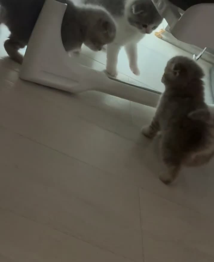 Scottish Fold cats for sale: 🐾 BEAUTIFUL SCOTTISH FOLD KITTENS – £695 EACH 🐾 in Ilford - Video 1