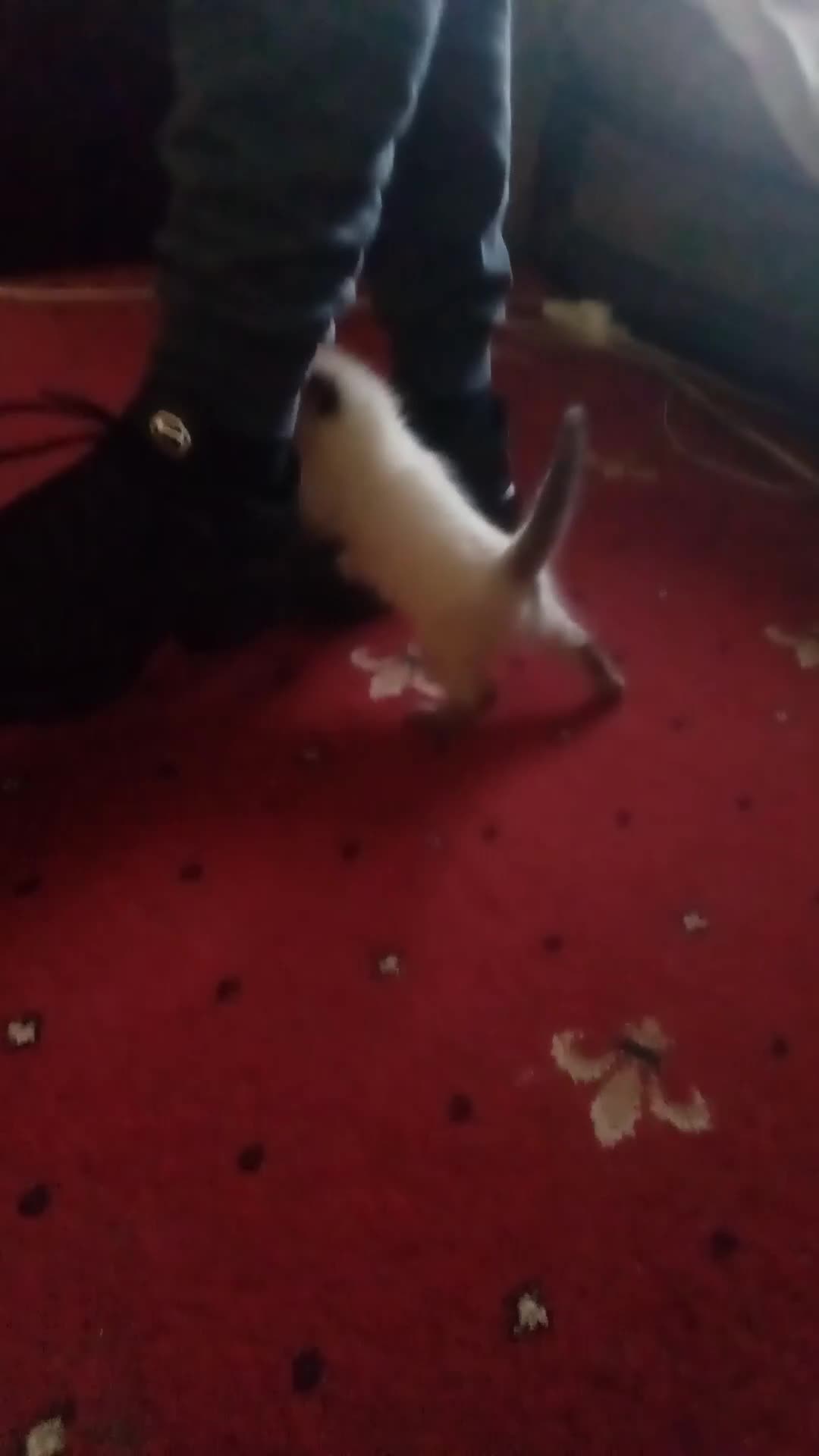 Mixed Breed cats for sale: beautiful ragdoll mix kittens ready to go in Northampton - Video 1