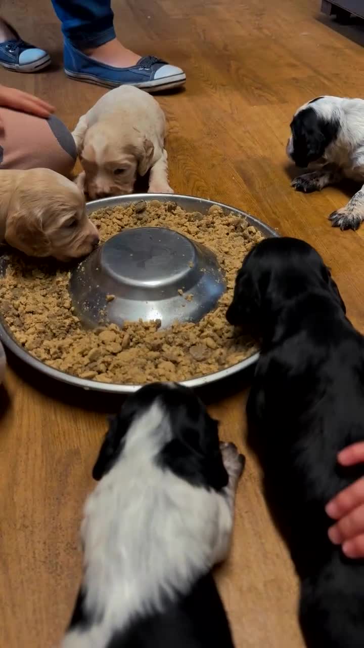 Cocker Spaniel dogs for sale: Cocker Spaniel Puppies - Video 1