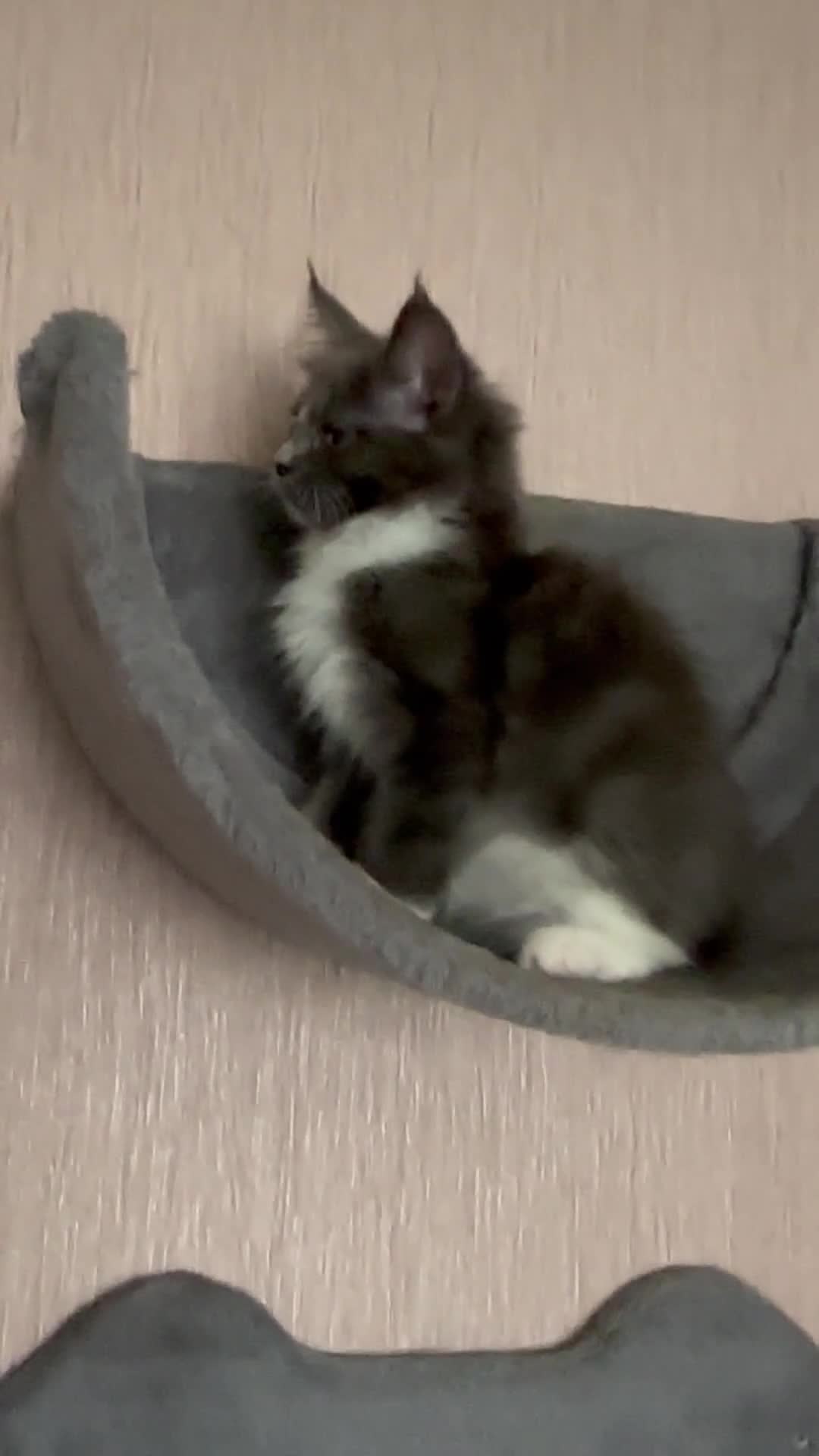 Maine Coon cats for sale: Mainecoon  - Video 3