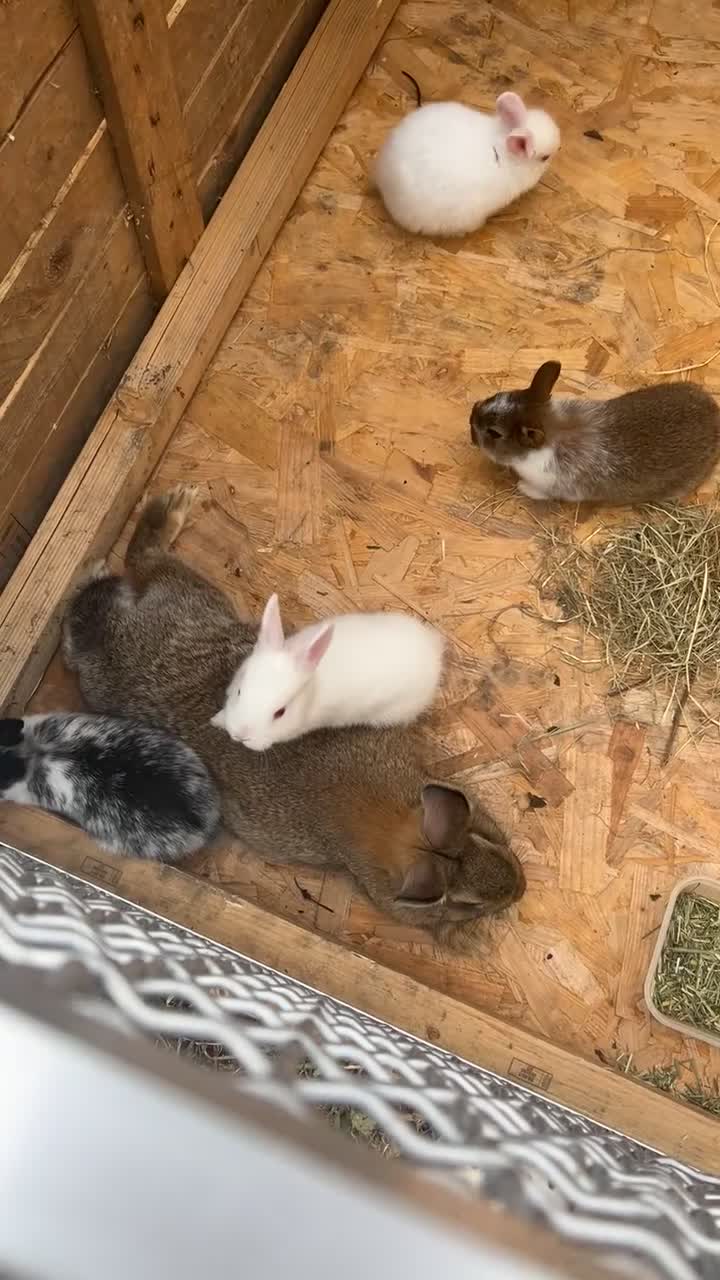Netherland Dwarf rabbits for sale: White female rabbit in Shipley - Video 3