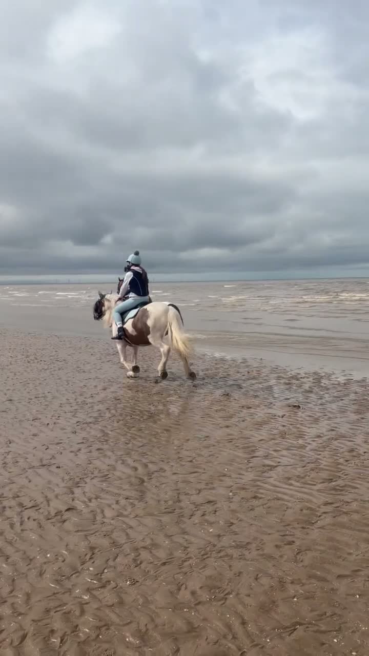 Irish Cob horses for sale: 13h Cob mare - amazing child's pony in Stockport - Video 2