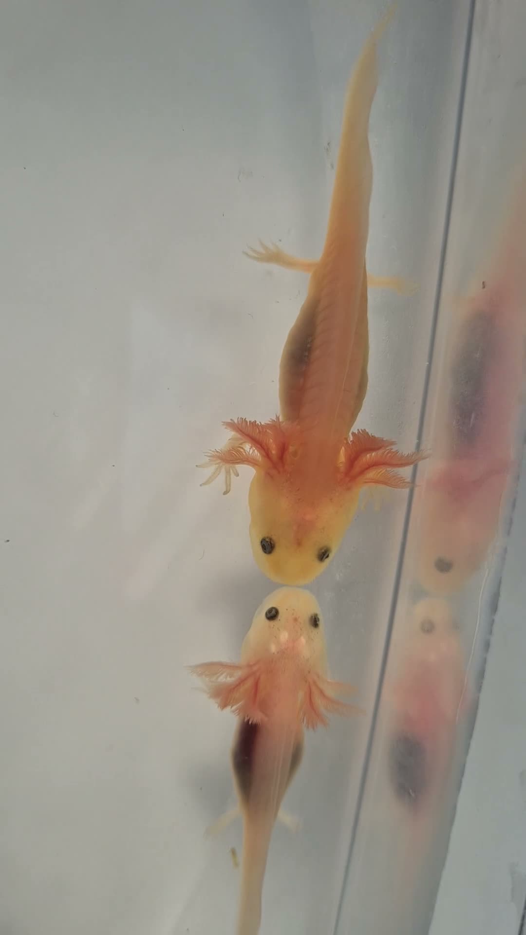 Axolotl reptiles for sale: Beautiful Leucistic Albino Axolotl - Video 2