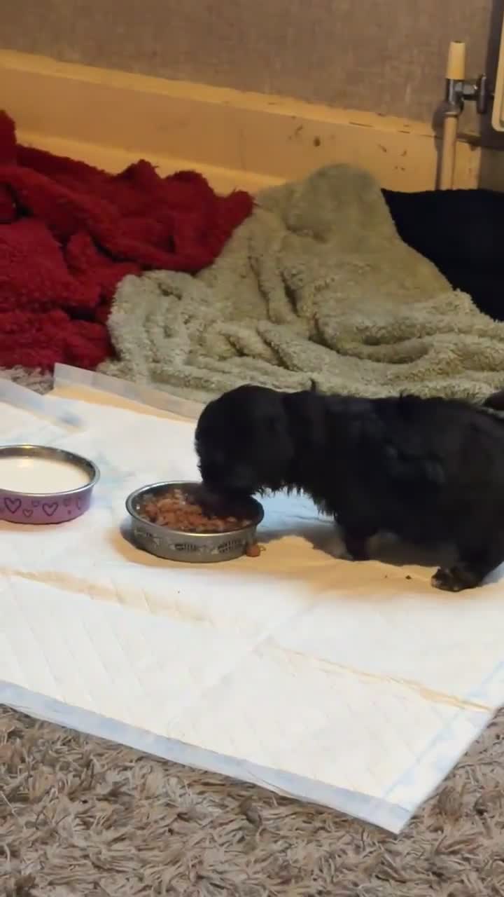 Mixed Breed dogs for sale: Chinese Crested X Shih Tzu - Video 2