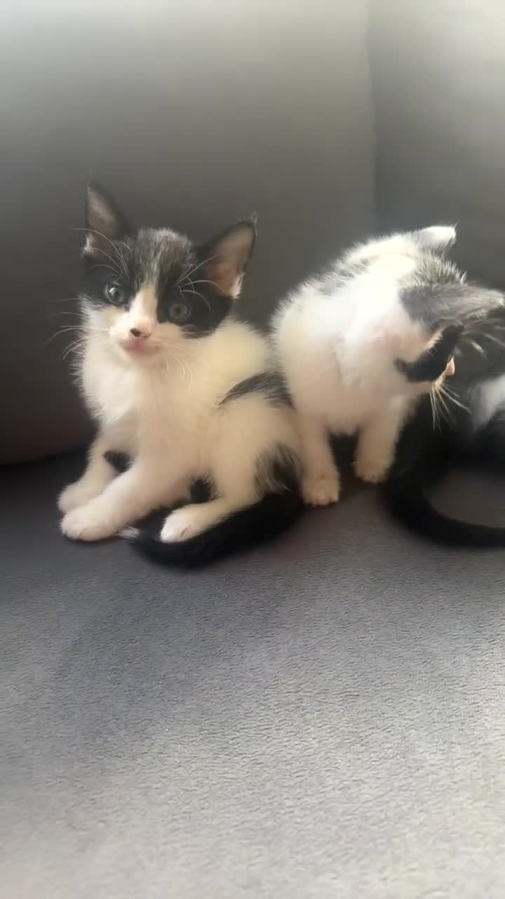 Mixed Breed cats for sale: Beautiful mix of grey, black and white kittens  - Video 1