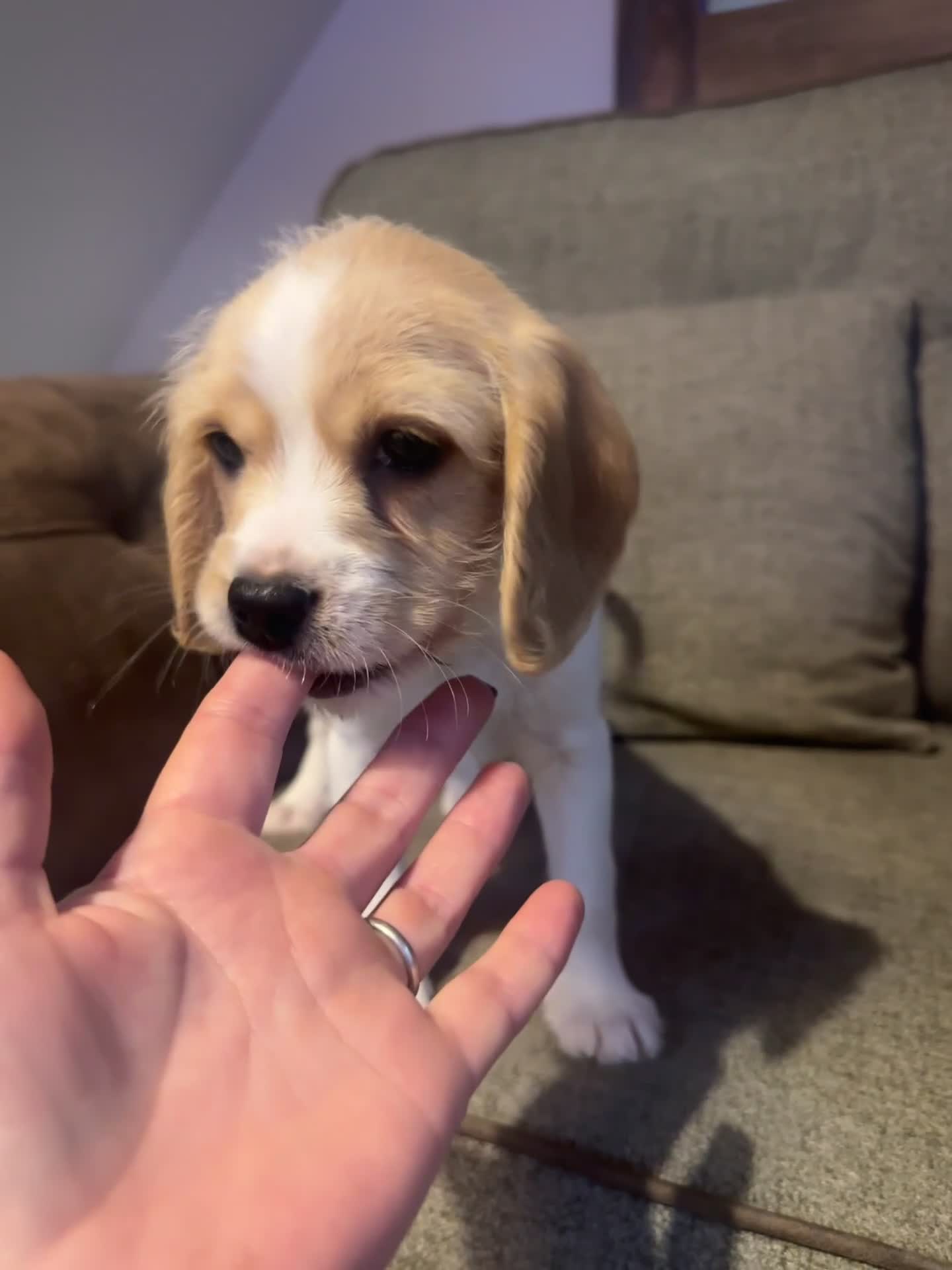 Mixed Breed dogs for sale: Beautiful Beagle X Cavapoo Puppies.  - Video 3