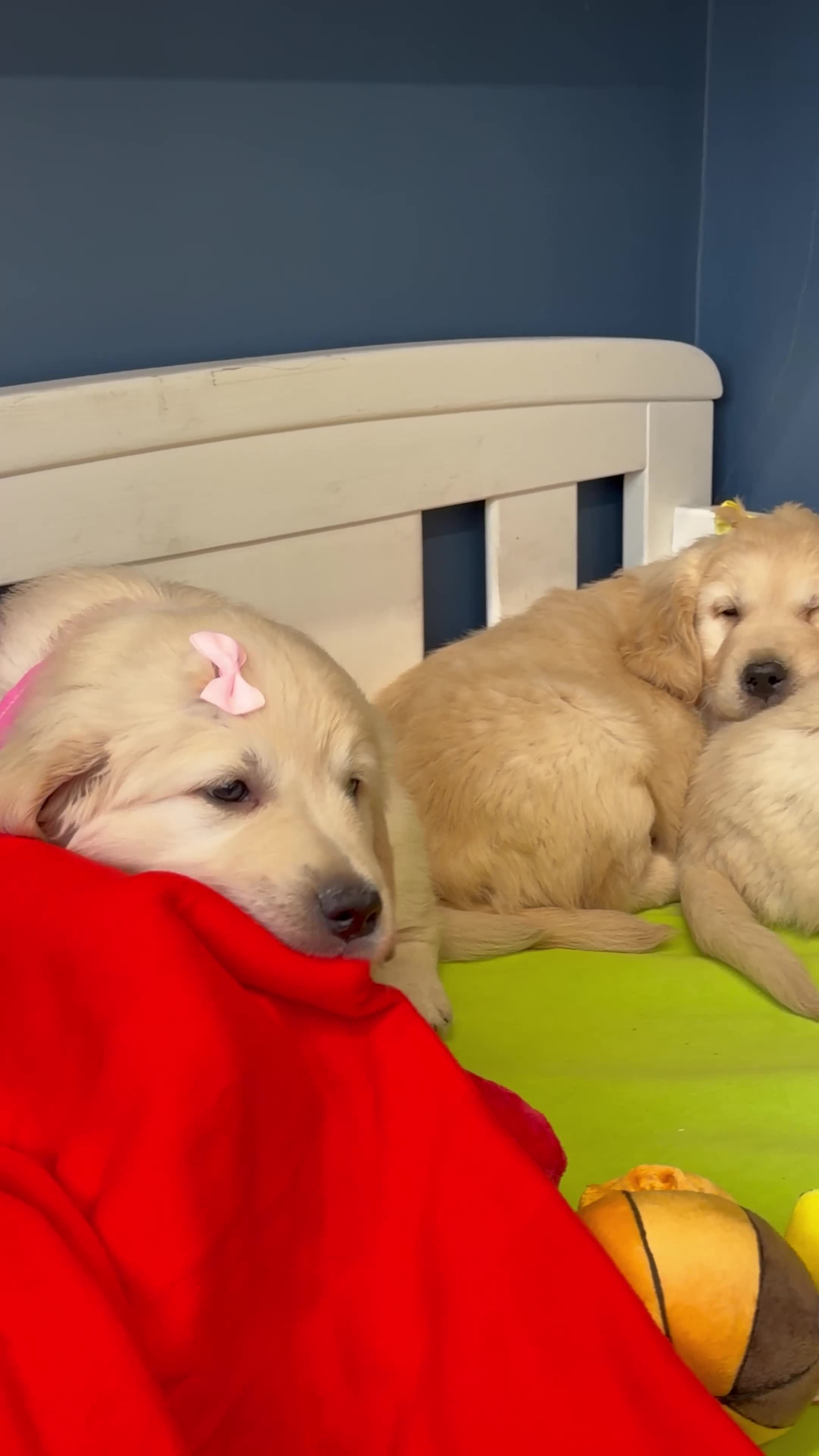 Golden Retriever dogs for sale: 🐶 Gorgeous Chunky type Golden Retriever Puppies🐶 - Video 3