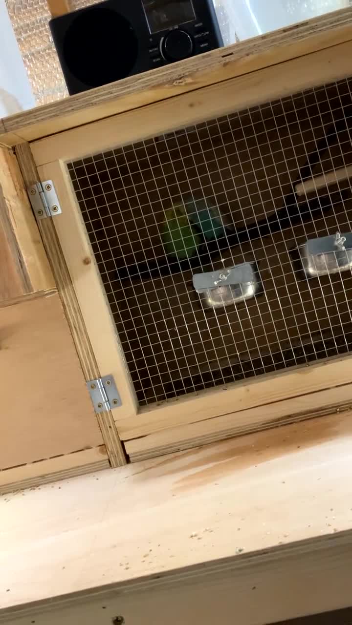 Budgerigars birds for sale: Budgies  - Video 1