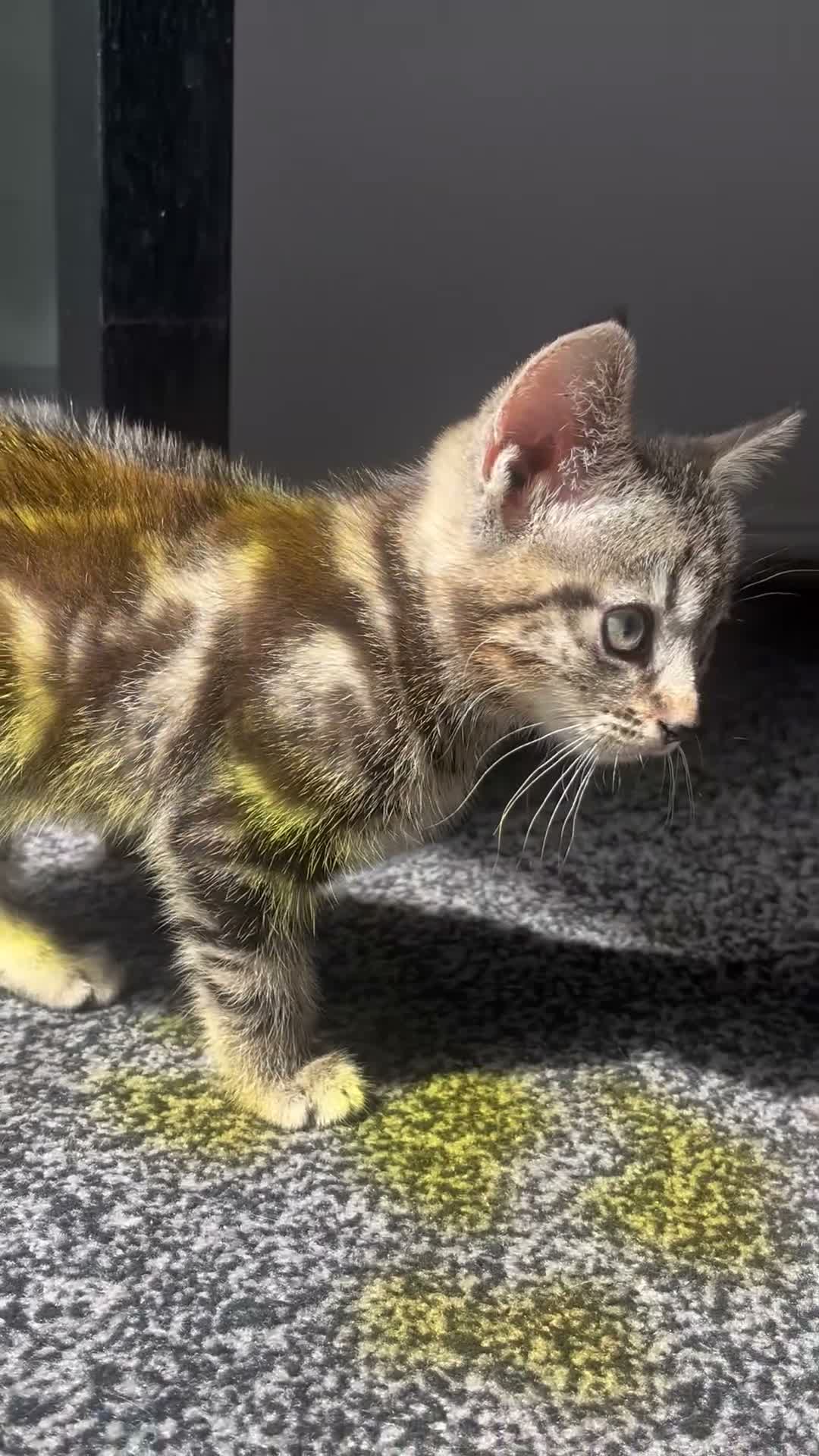 Bengal cats for sale: 13 week old lost and found kitten boy  in Cardiff - Video 1