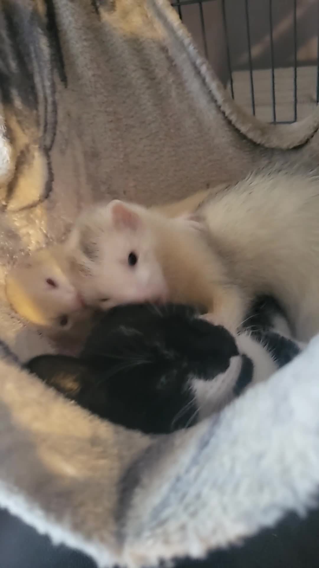 Ferret rodents for sale: 3 male ferrets - Video 3