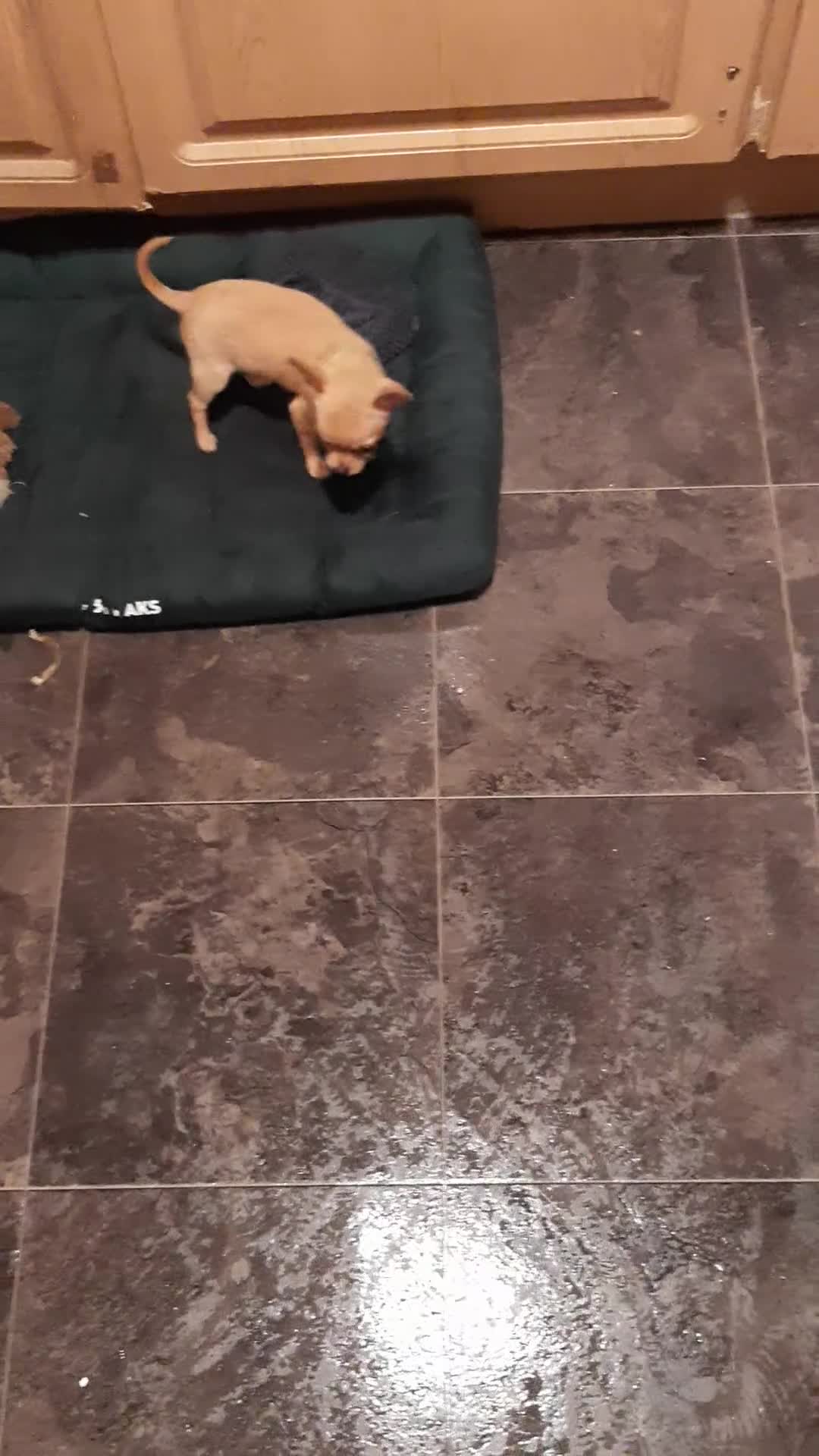 Chihuahua dogs for sale: AVAILABLE: PRICE LOWERED - Video 4