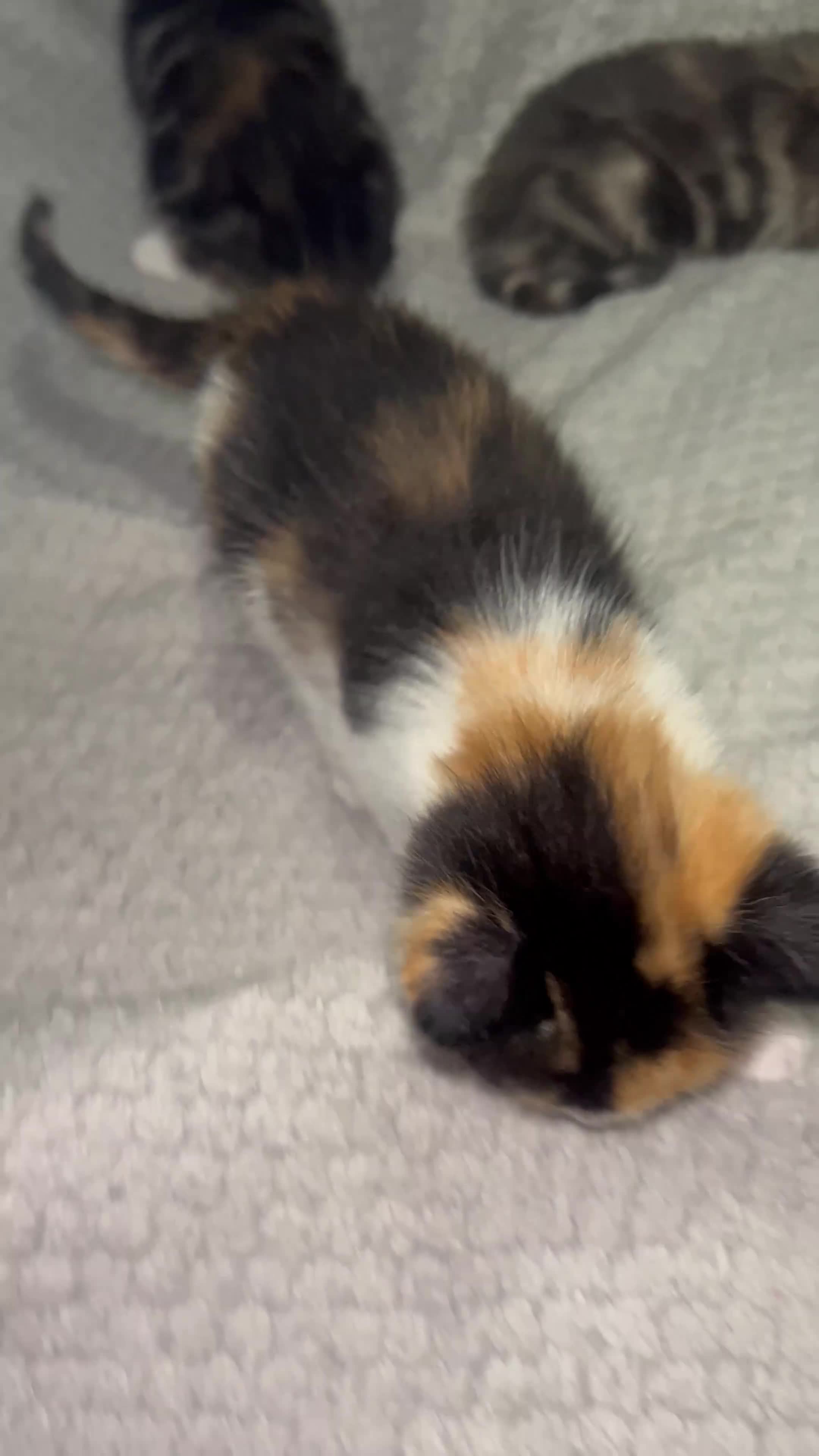 Mixed Breed cats for sale: Beautiful Domestic Shorthair Kittens  🐾 - Video 4