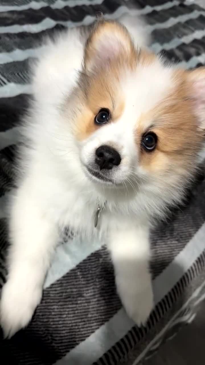 Pomeranian dogs for sale: 3 month puppy - Video 2