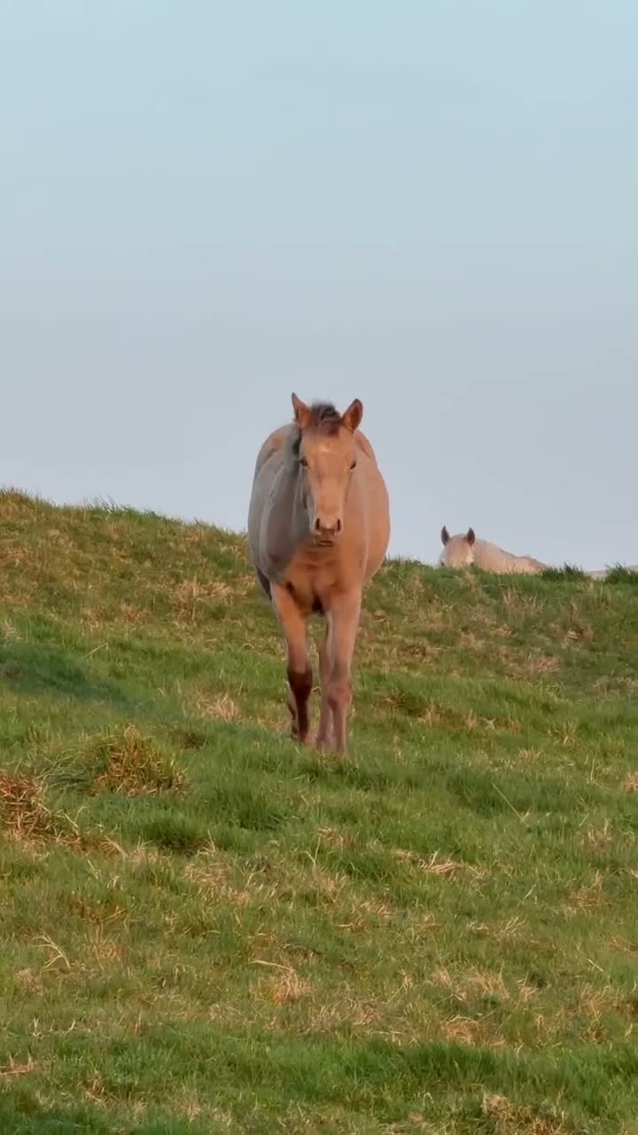 Connemara horses for sale: Zinnia-Champagne QH x Connemara Filly - Video 2
