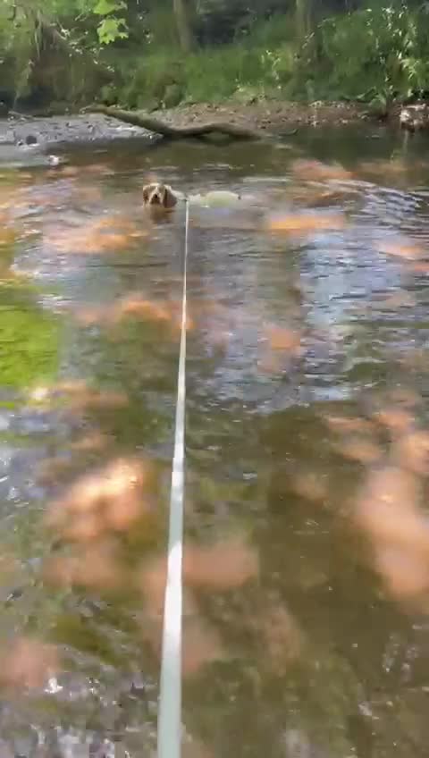 Brittany Spaniel dogs for adoption: Ronnie, 3-year old Brittany male - Video 3