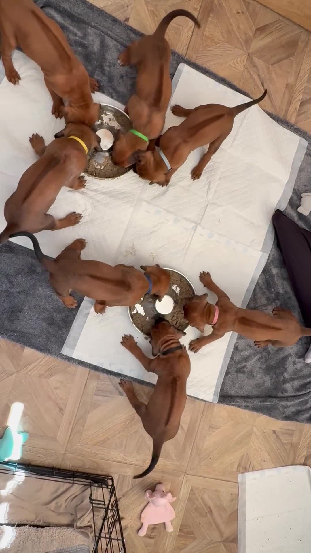 Rhodesian Ridgeback dogs for sale: Rhodesian Ridgeback puppies in Walsall - Video 2