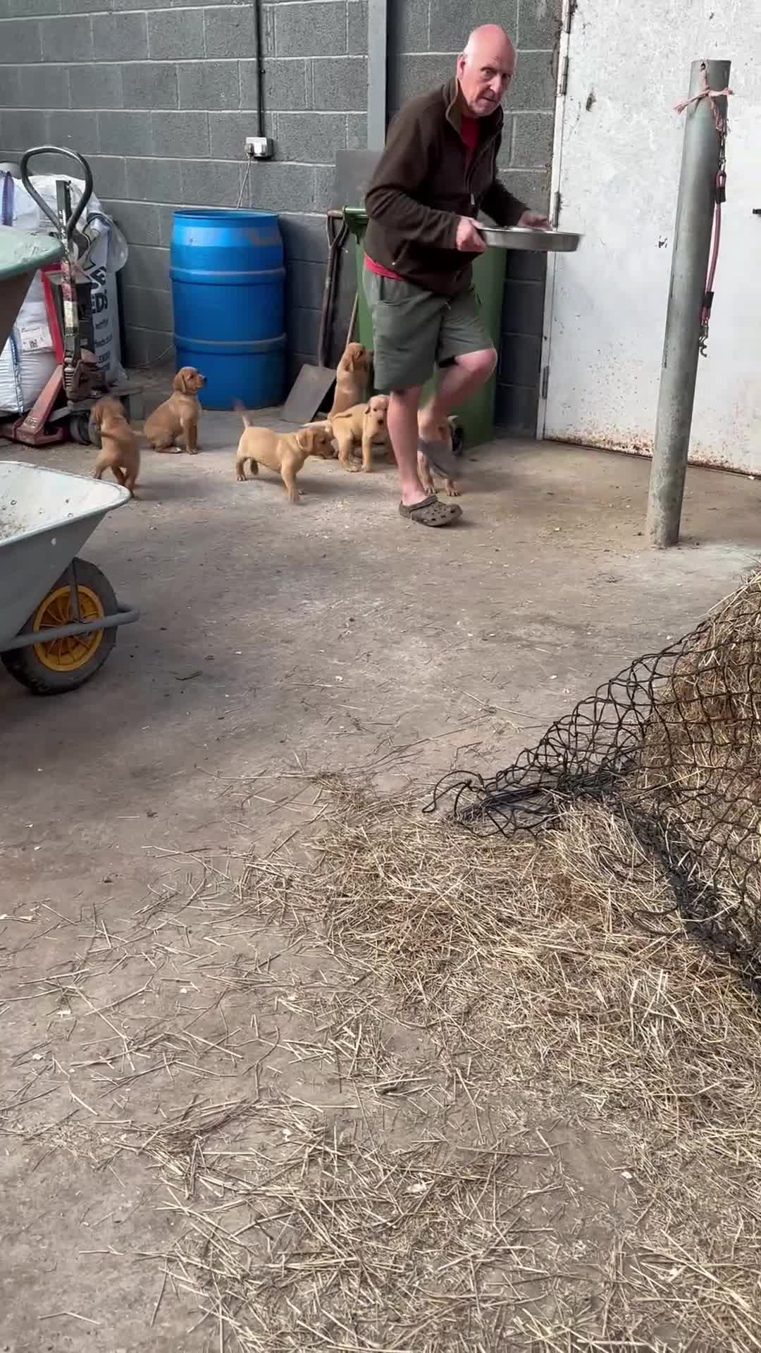 Labrador Retriever dogs for sale: HOME ALONE- AFTER 19th JUNE STUNNING DOG PUPPY  - Video 2