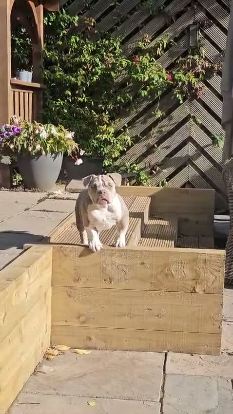 American Bully dogs for sale: Cowboyline pocket bullies (4 months old) - Video 1