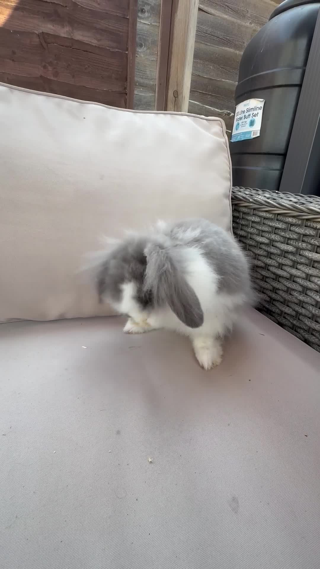 Mini Lion Lop rabbits for sale: MALE X2 Mini lion lop ready to go  - Video 1