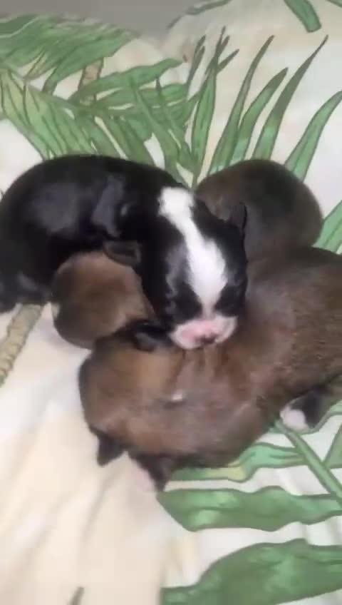 Mixed Breed dogs for sale: Puppies  - Video 3