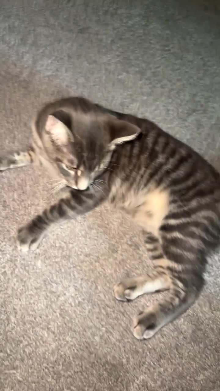 Mixed Breed cats for sale: Maine Coon X Russian Blue in Rotherham - Video 1