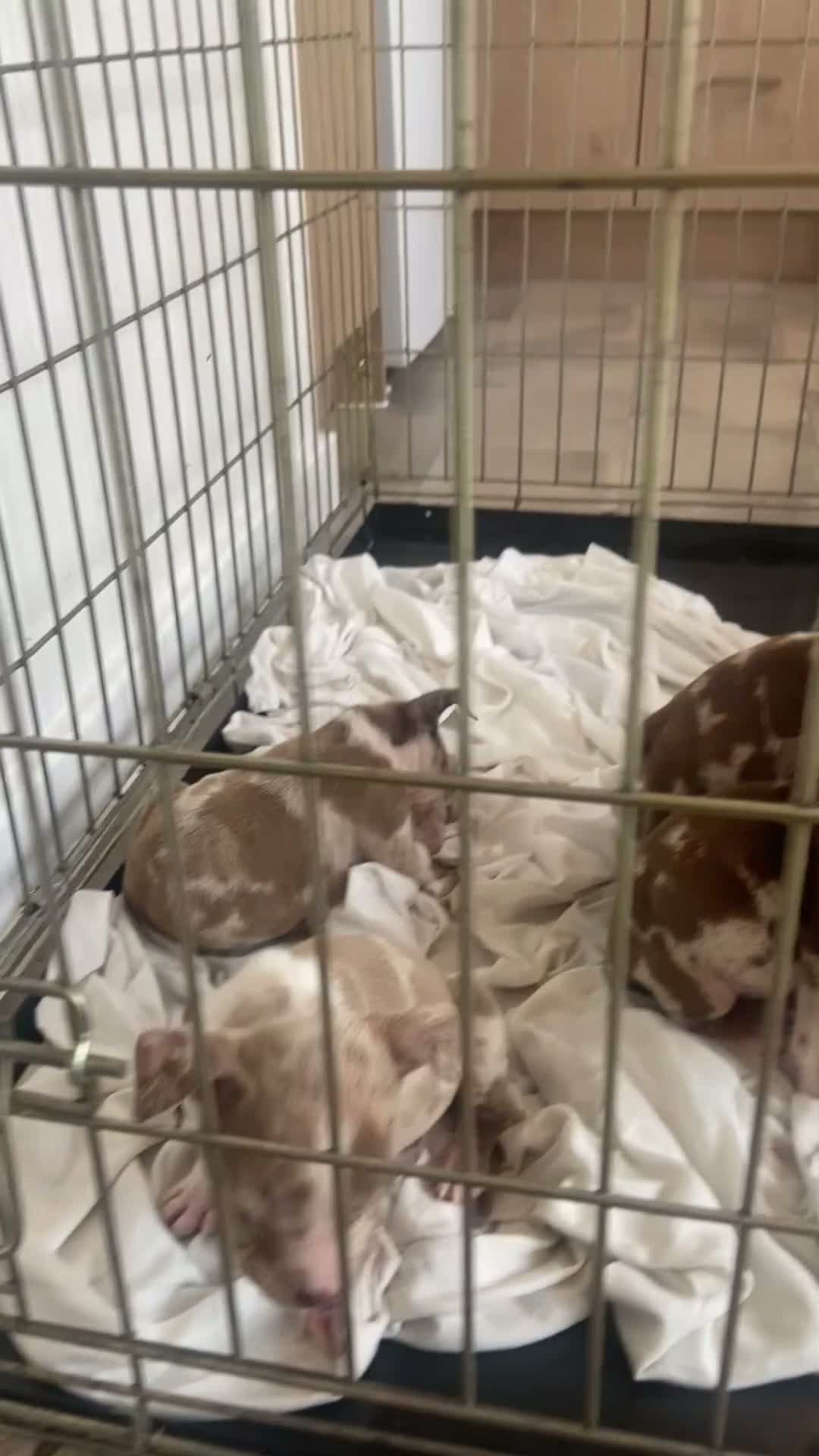 American Bully dogs for sale: Standard American bully  - Video 1