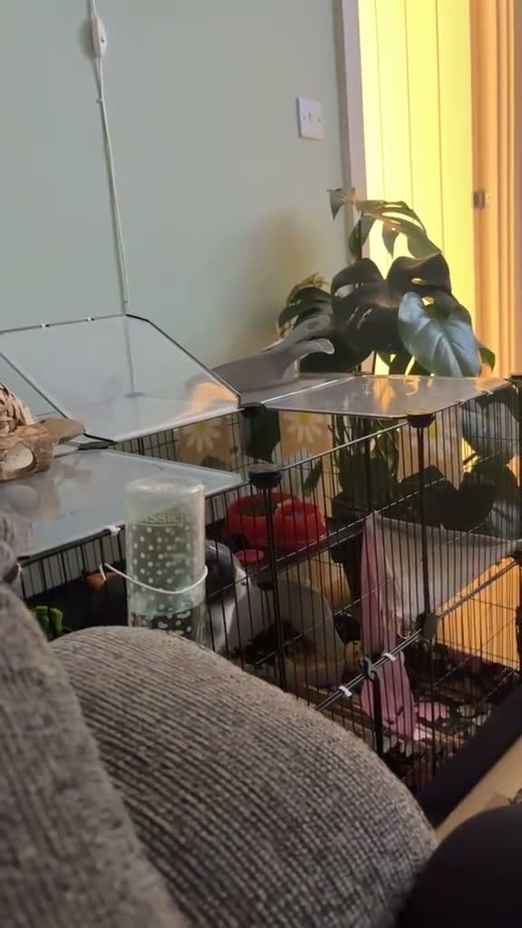 Mixed Breed rabbits for sale: 4 month rabbit and full set up and more  - Video 1