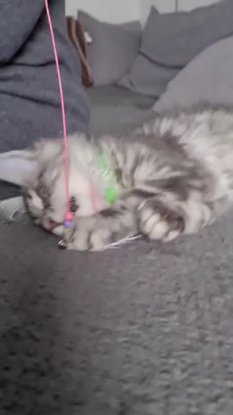 Maine Coon cats for sale: STUNNING XL PEDIGREE MAINE COON KITTENS  - Video 2