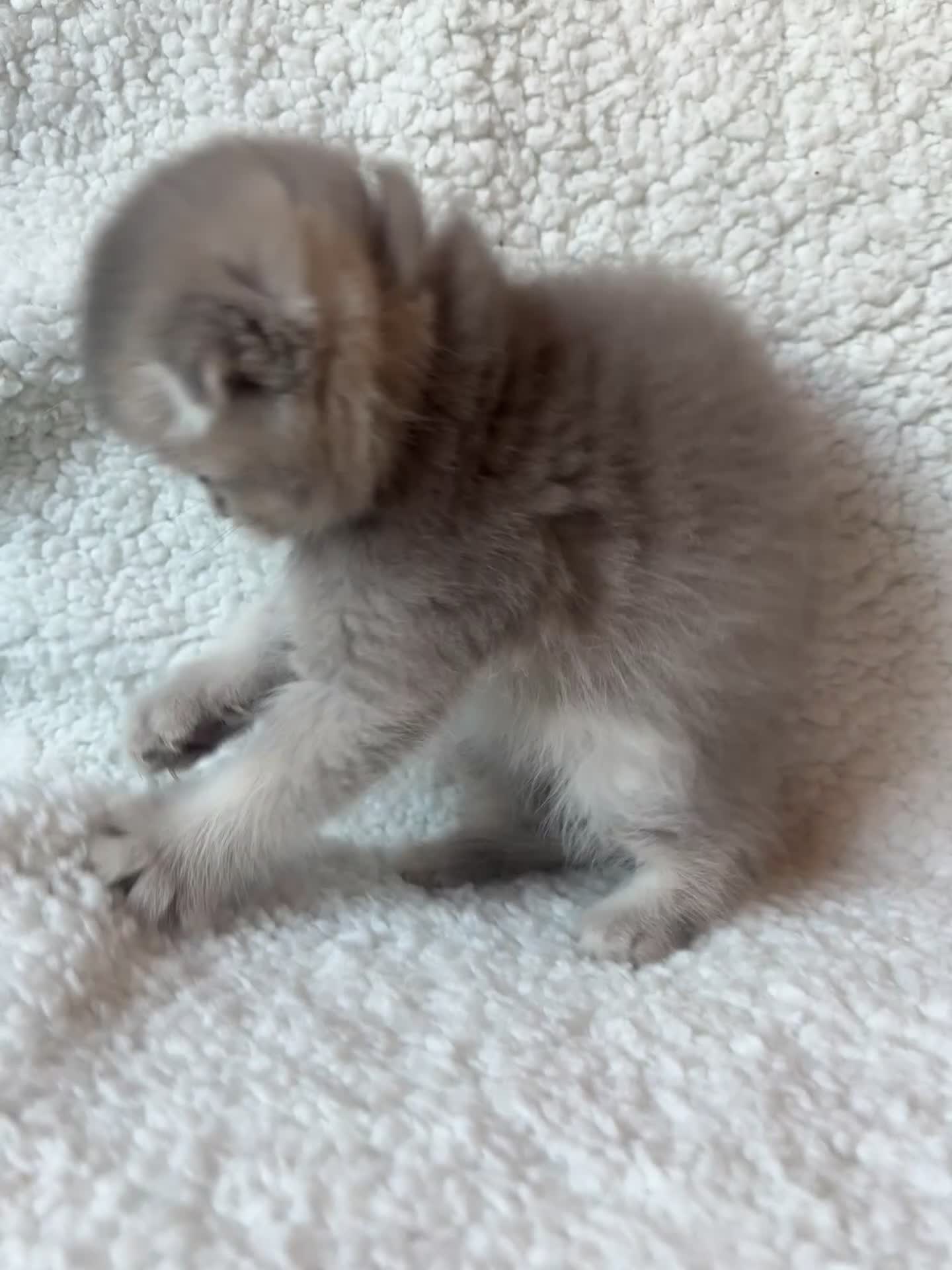 Scottish Fold cats for sale: Pedigree Adorable Scottish Fold Kittens  - Video 2