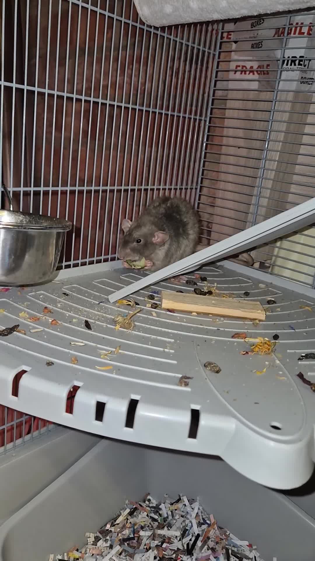 Rat rodents for sale: 2 female young rats with cage - Video 2